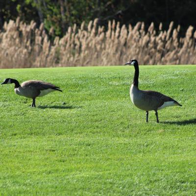 Bernaches sur le terrain